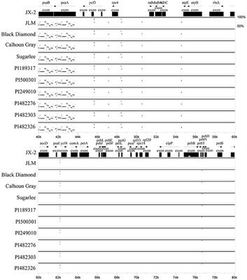 Full Chloroplast Genome Assembly of 11 Diverse Watermelon Accessions